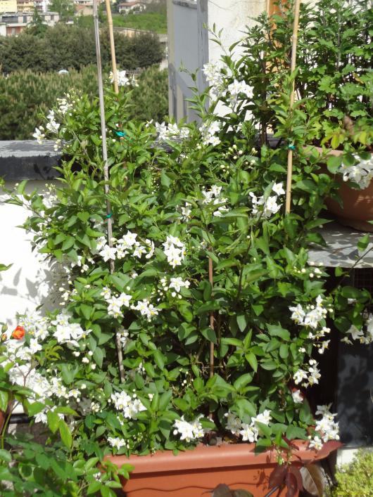 Solanum jasminoides 2 (Copia)