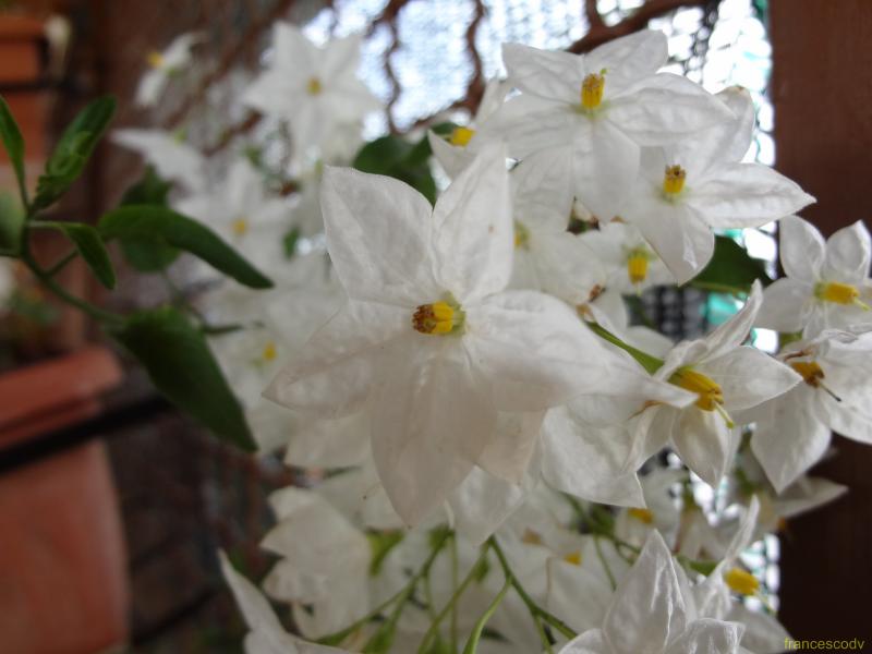 Solanum jasminoides (Copia)