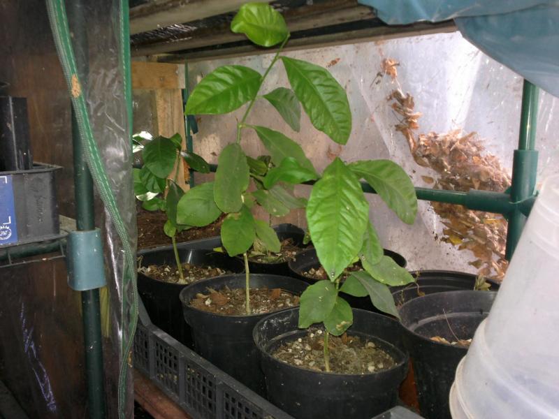 solo una parte dei limoni da seme del 2014 310720154303