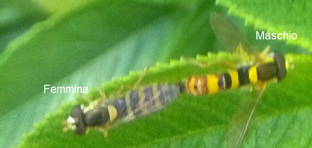 Sphaerophoria Scripta (ditteri Syrphidae, del genere Sphaerophoria)