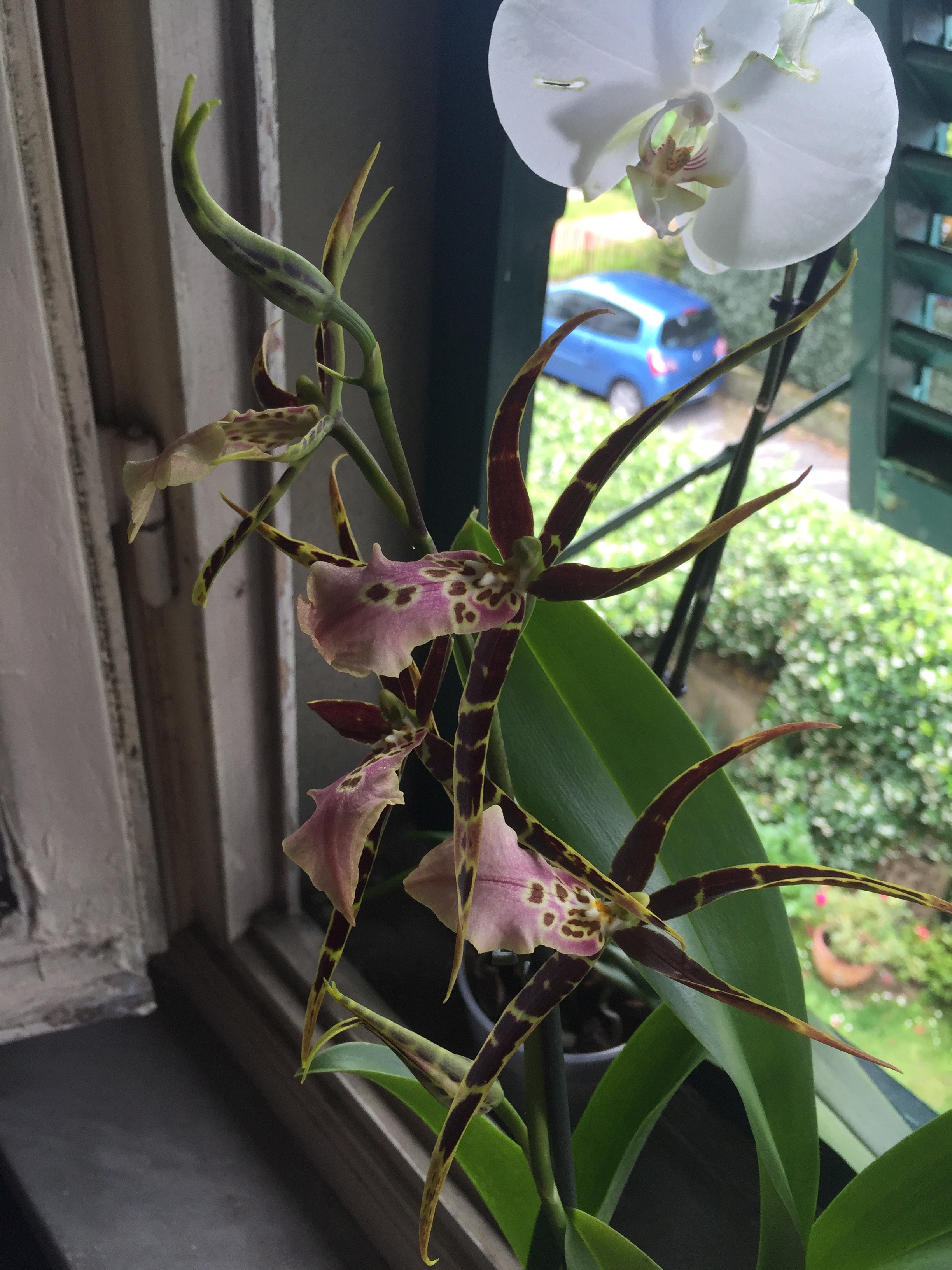 Spider Orchid