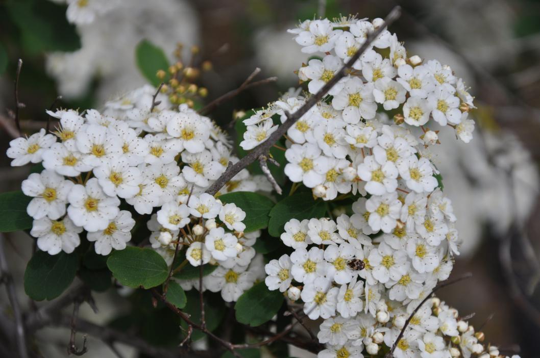 Spiraea x vanhouttei