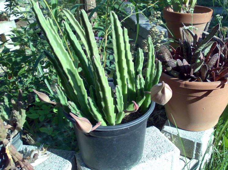 stapelia grandiflora