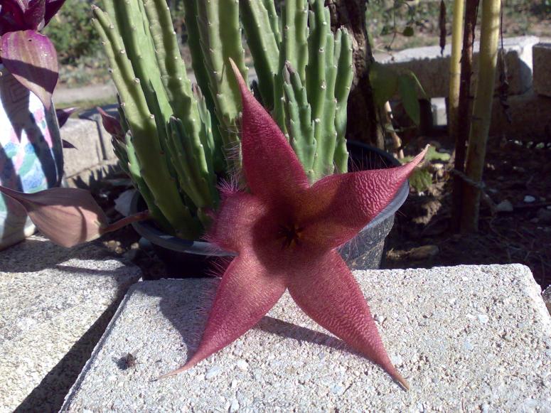 stapelia grandiflora