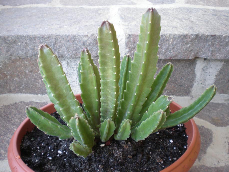 Stapelia hirsuta