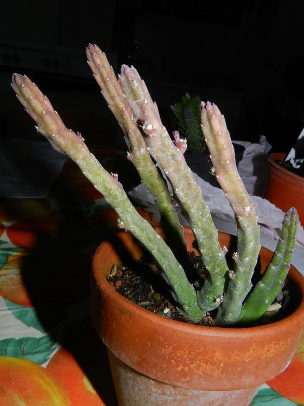 Stapelia scitula