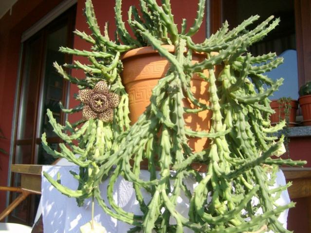 stapelia variegata