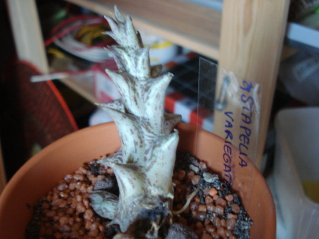 Stapelia variegata