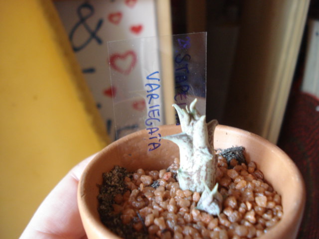 Stapelia variegata