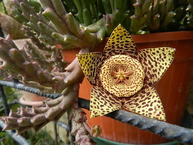 Stapelia variegata