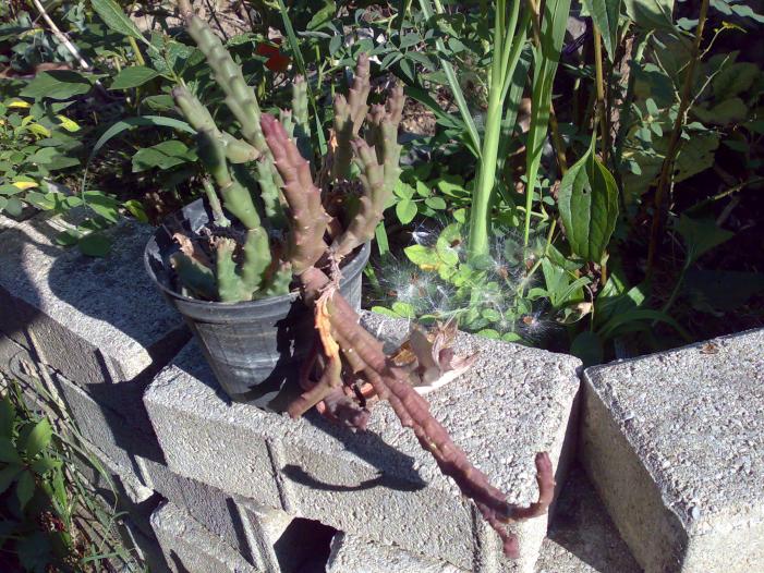 stapelia variegata