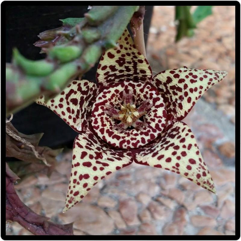 Stapelia variegata