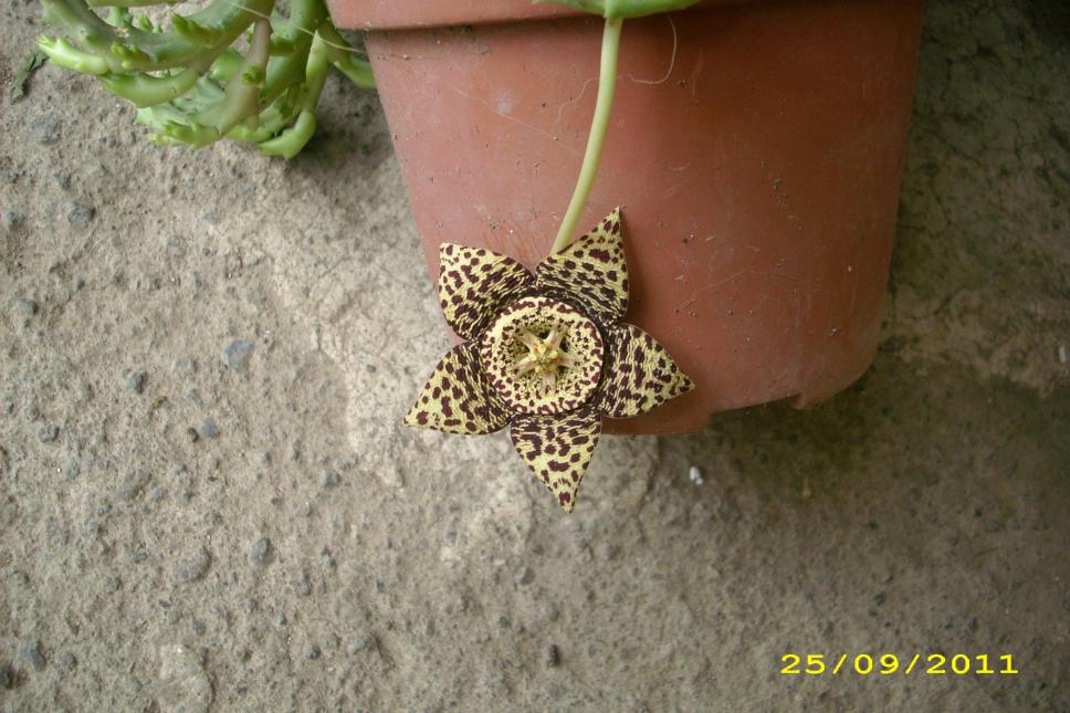 stapelia