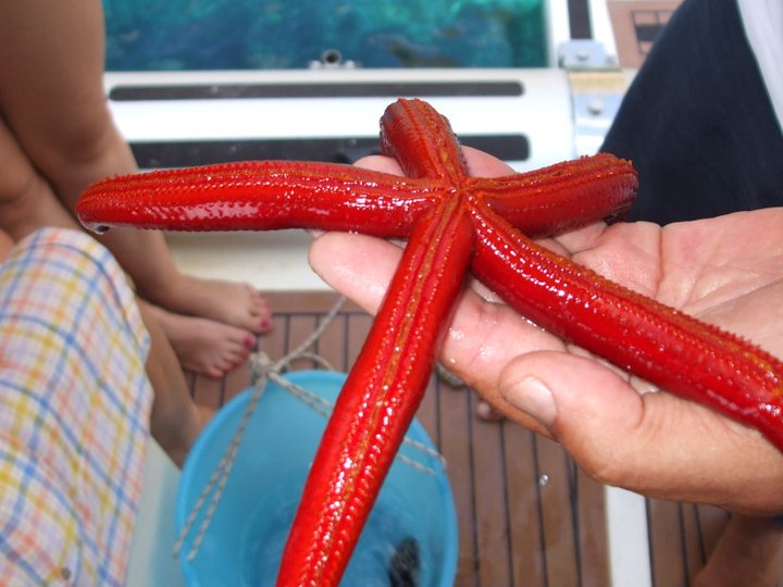 Stella Marina a San Vito Lo Capo