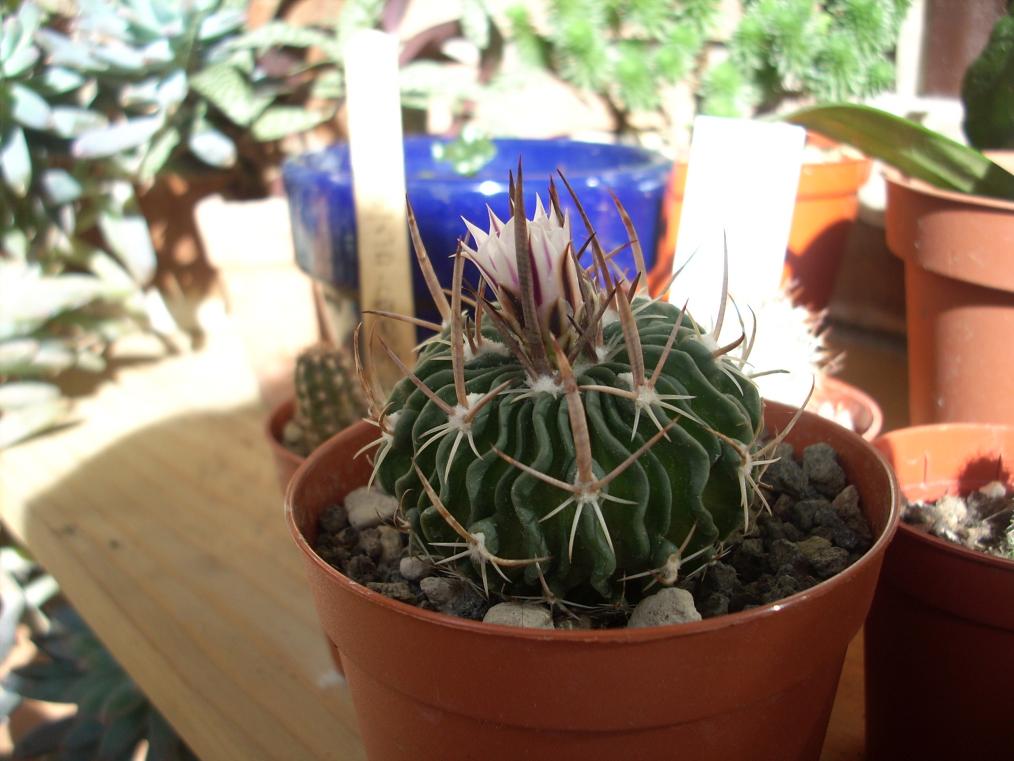 Stenocactus multicostatus