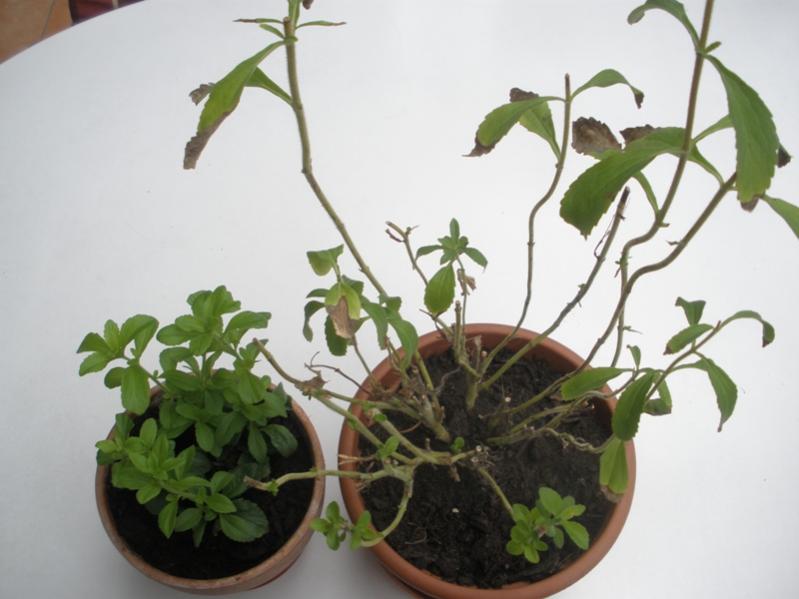 stevia 2010 e 2011