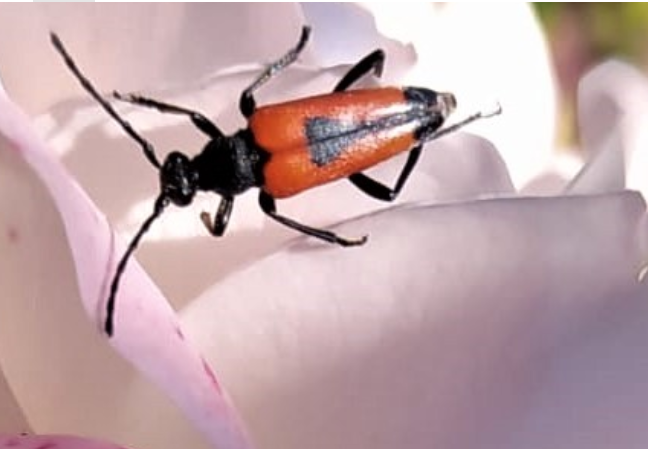 Stictoleptura cordigera [Cerambycidae] - in accertamento
