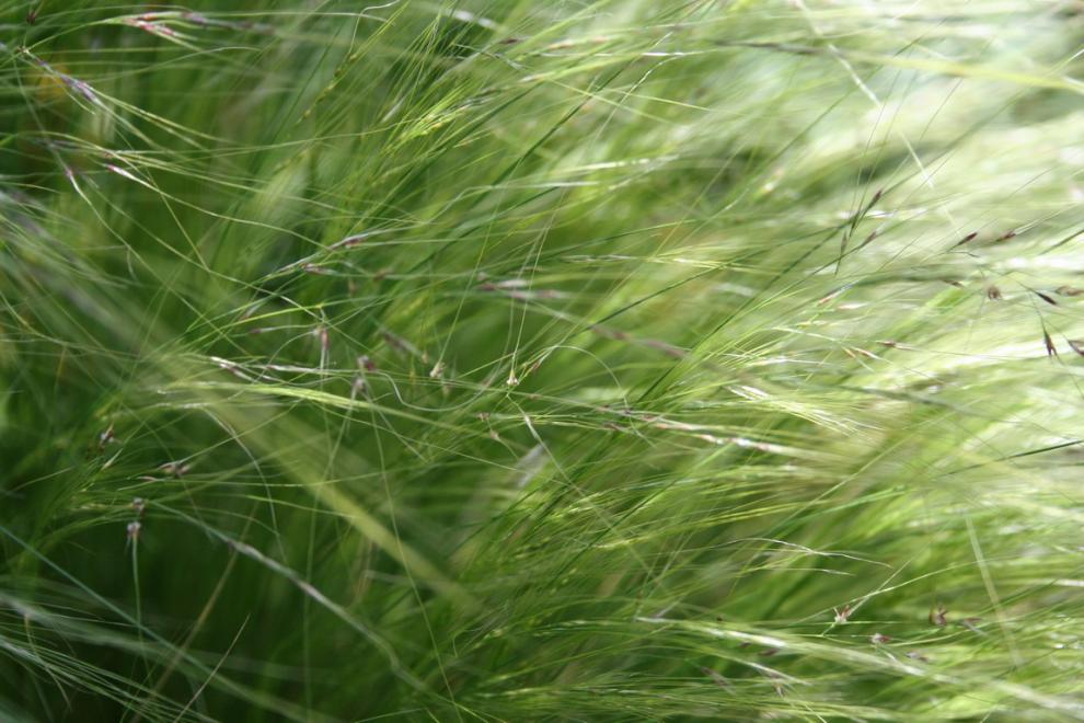 stipa tenuissima