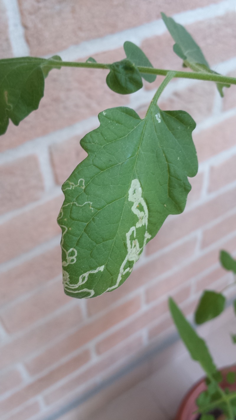 Strane Macchie su Foglie di Pomodoro Ciliegino 1