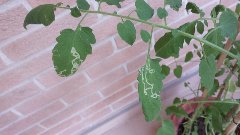 Strane Macchie su Foglie di Pomodoro Ciliegino 2