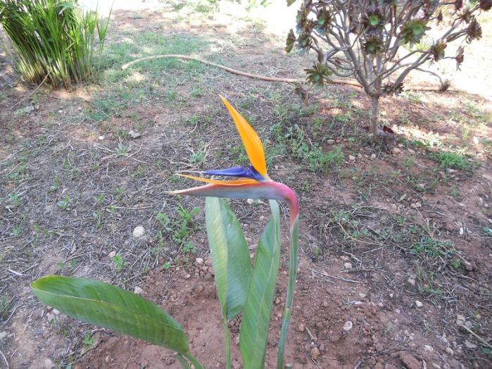 Strelitzia