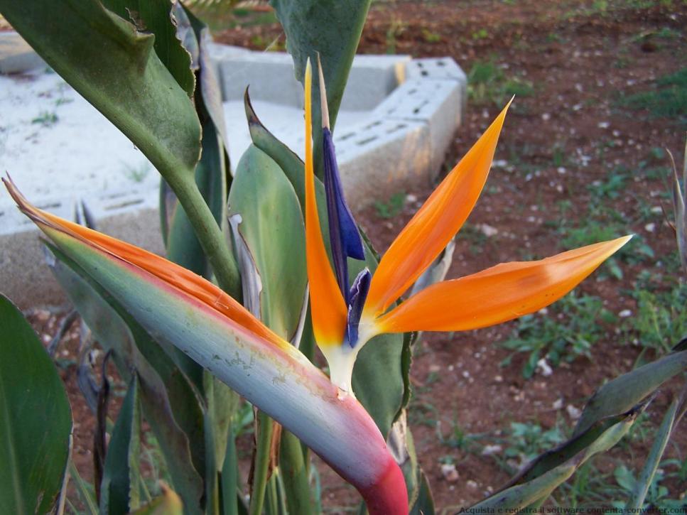 Strelitzia