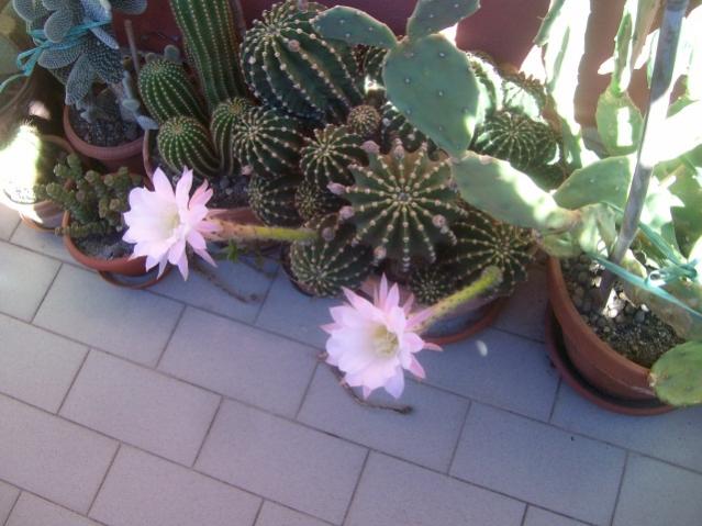 sua prima fioritura!!!!