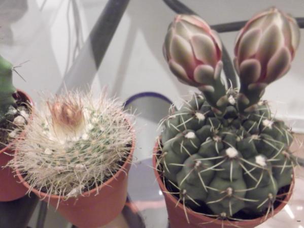 Succ3e4