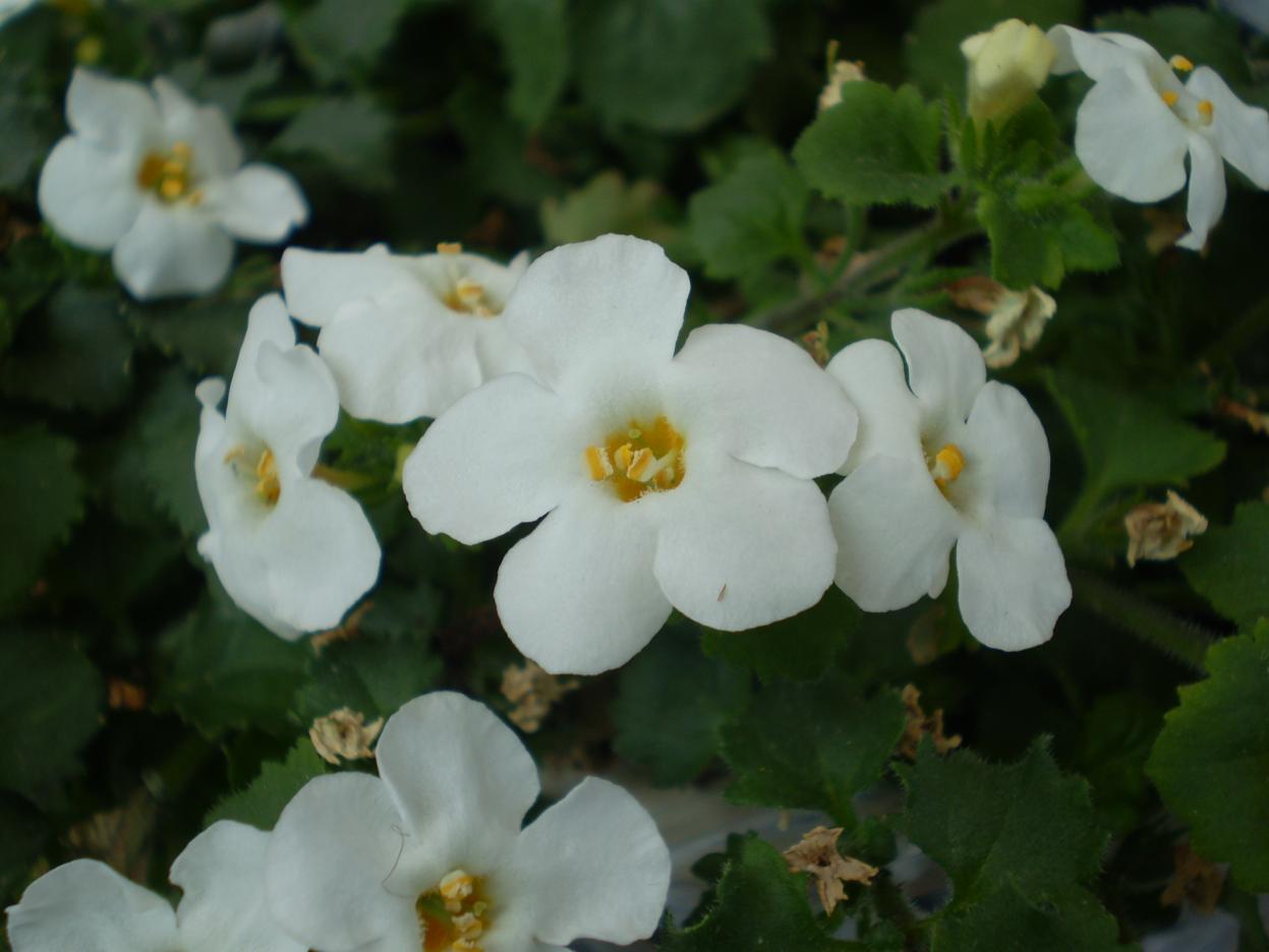 Sutera cordata