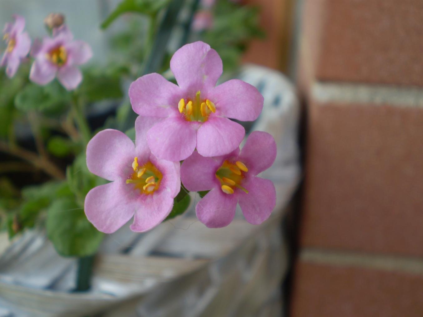 Sutera cordata
