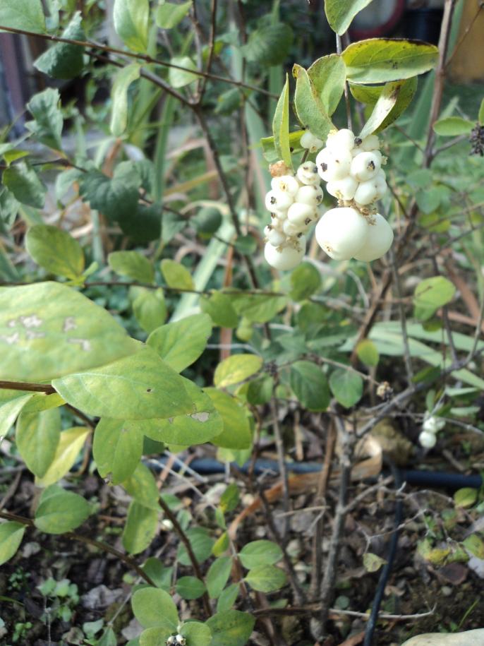 Symphoricarpos albus