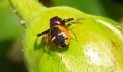 Synema globosum (Ragno napoleone,)  - famiglia  Thomisidae(qui maschio, 3-4 mm)