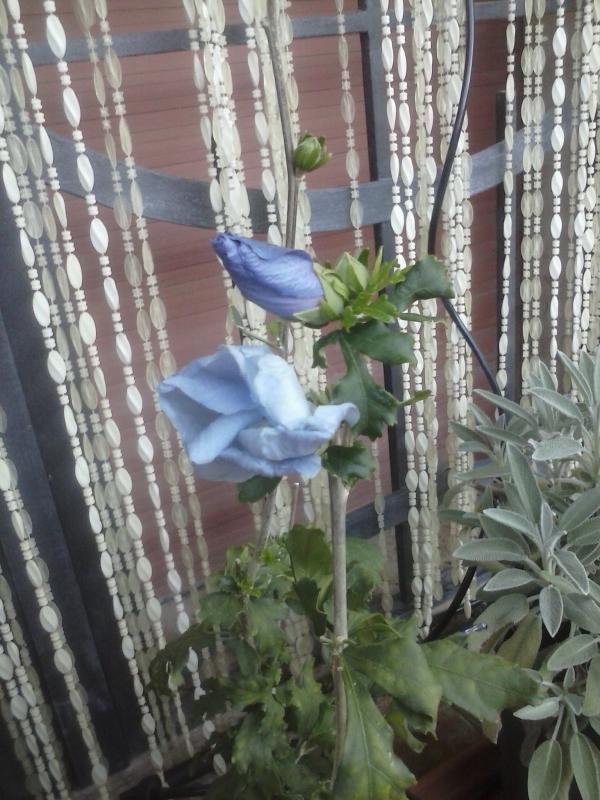 Syriacus azzurro/viola