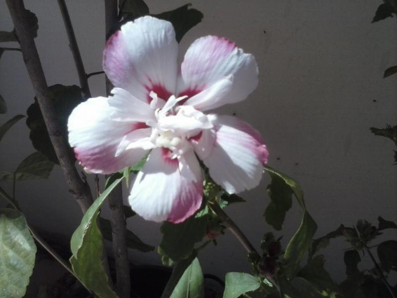Syriacus bianco/rosa