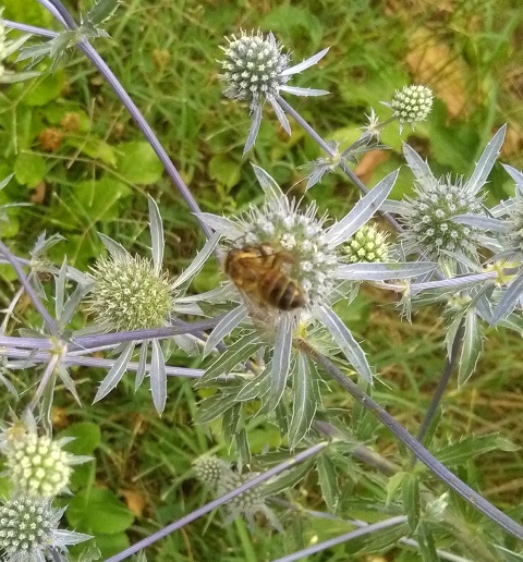 Syrphidae ? da identificare 30 giugno 2017