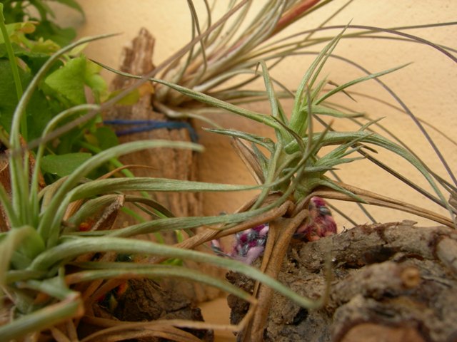 T. aeranthos