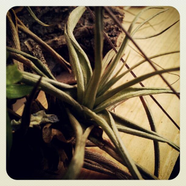 T. aeranthos