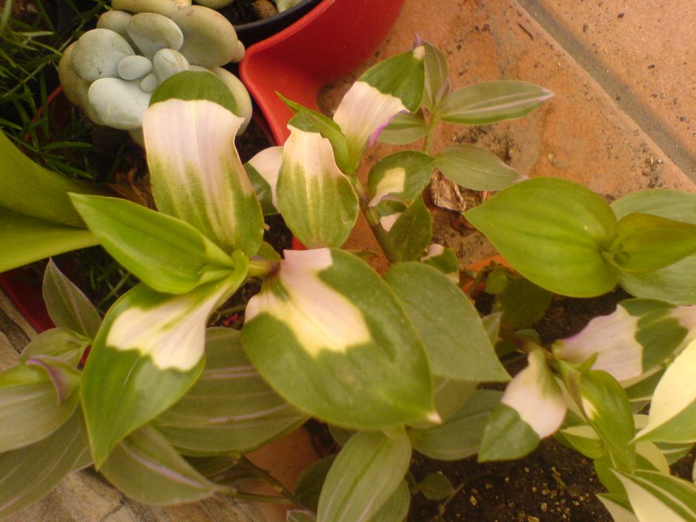 T. Andersoniana "Blusching Bride"