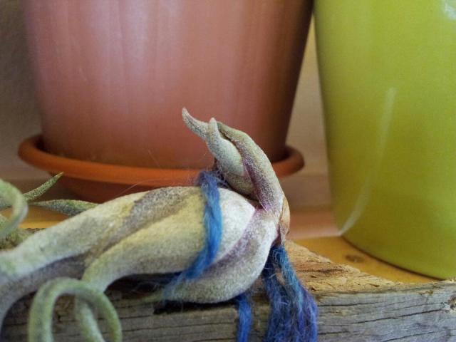 T. Caput Medusae con ciccino!