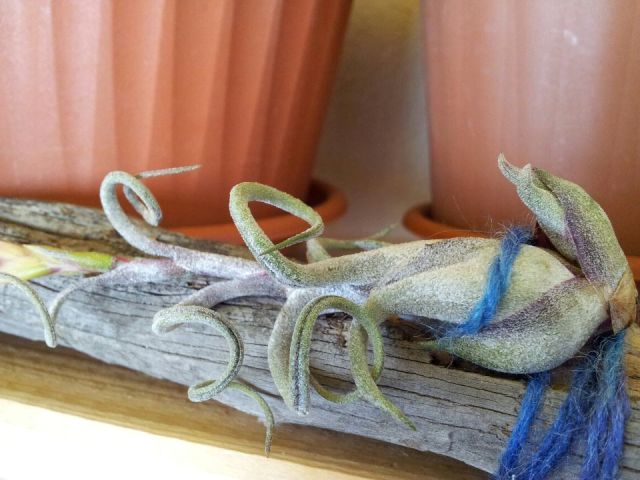 T. Caput Medusae con ciccino!