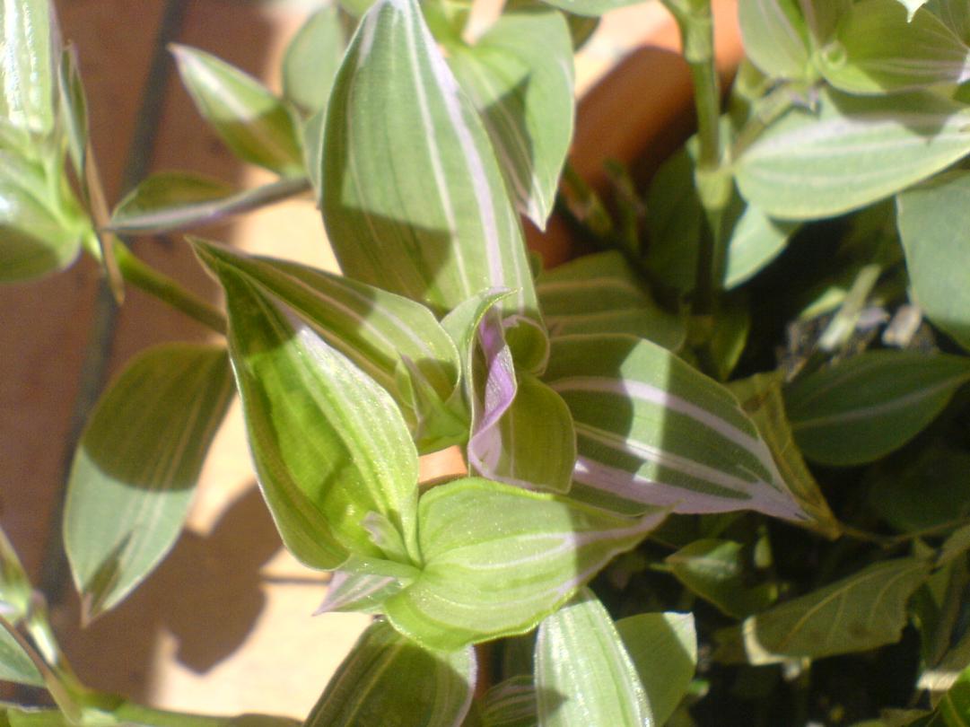 T. Fluminensis "Pink Hill"