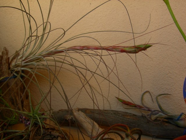 T. juncifolia