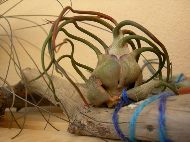 T. pruinosa