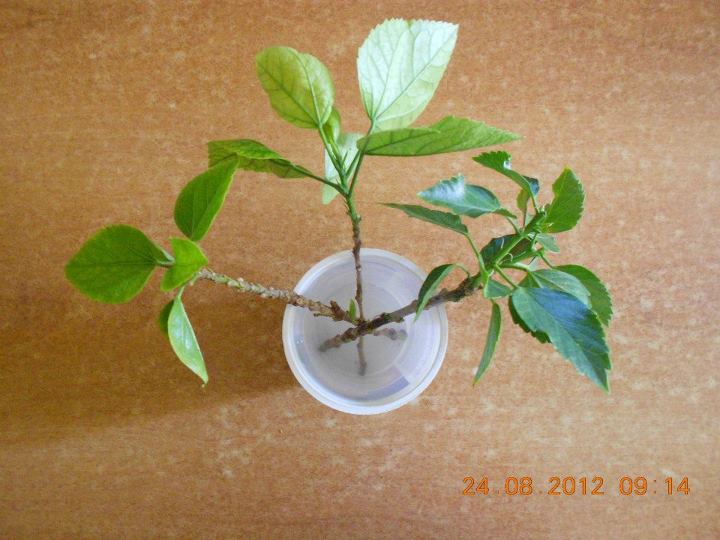 Talee di Hibiscus in acqua :)