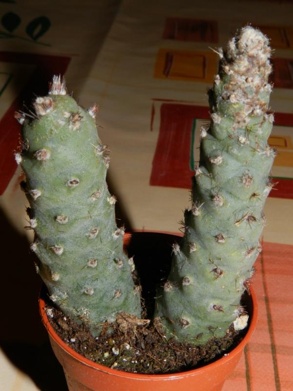 tephrocactus articulatus inermis