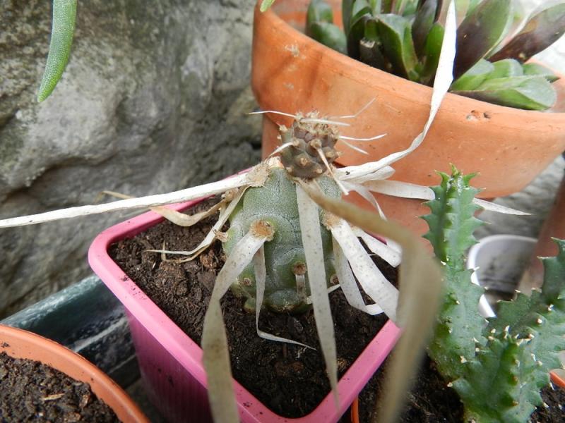 Tephrocactus articulatus v. papyracanthus