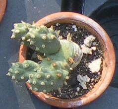 tephrocactus articulatus