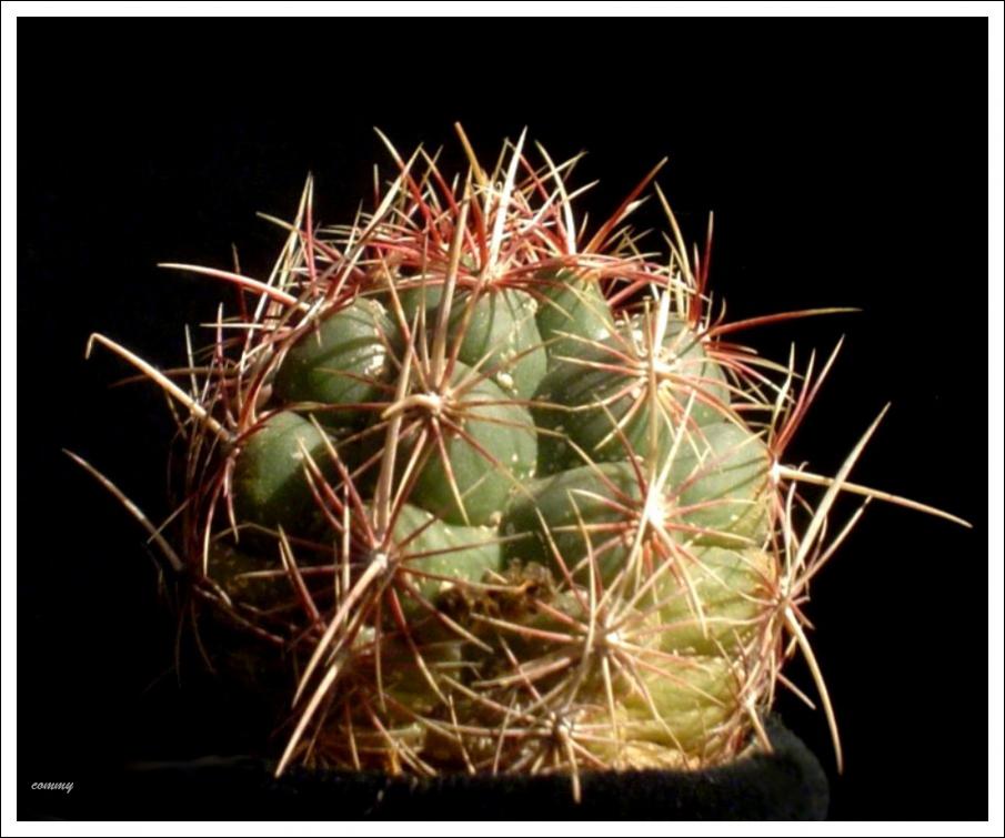 Thelocactus bicolor