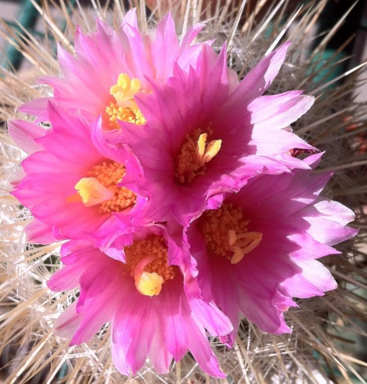 Thelocactus macdowellii