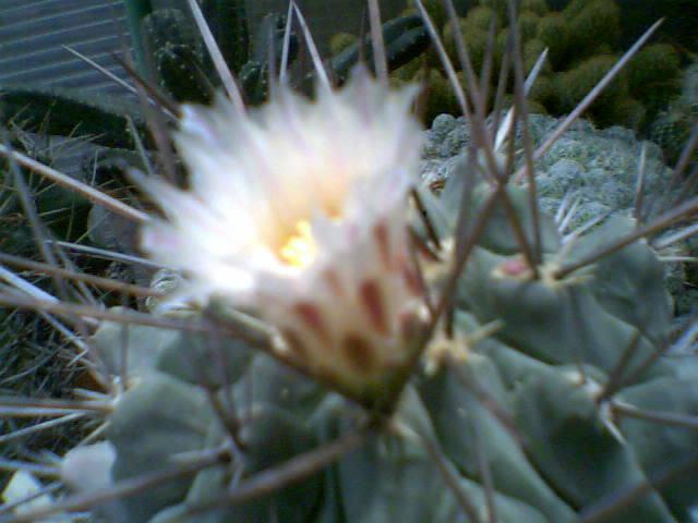 Thelocactus rinconensis fiore